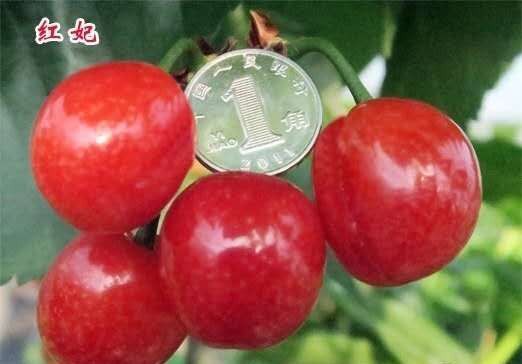 嵊州市 红妃樱桃苗