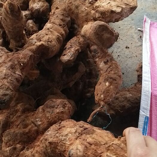 瑞丽市 云南新鲜大货土茯苓，白肉