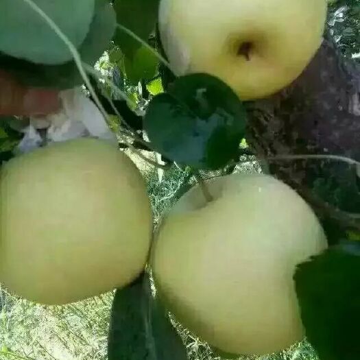 方城县黄金梨 天然绿色有机食品！