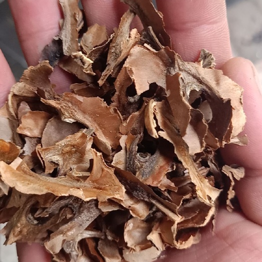 分心木中药材分心木 核桃分心木 隔心木