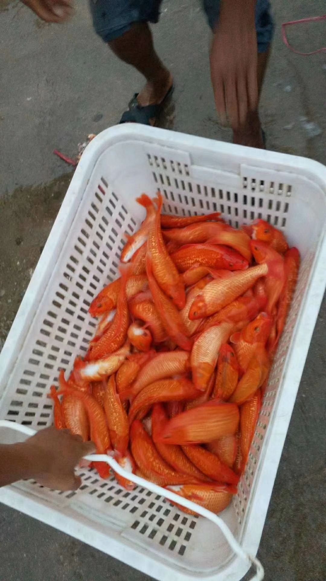  锦鲤红白大正