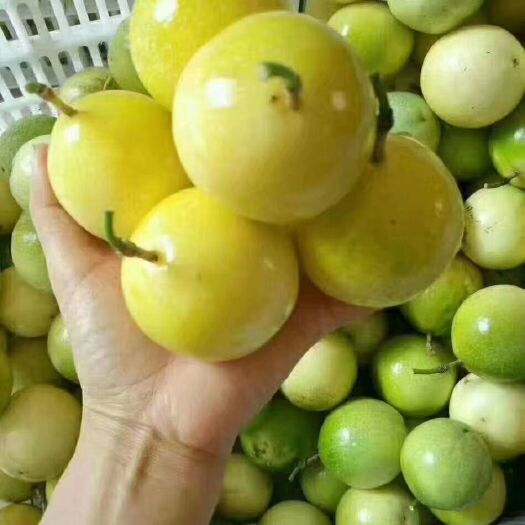 北流市 自家种植纯甜黄金百香果