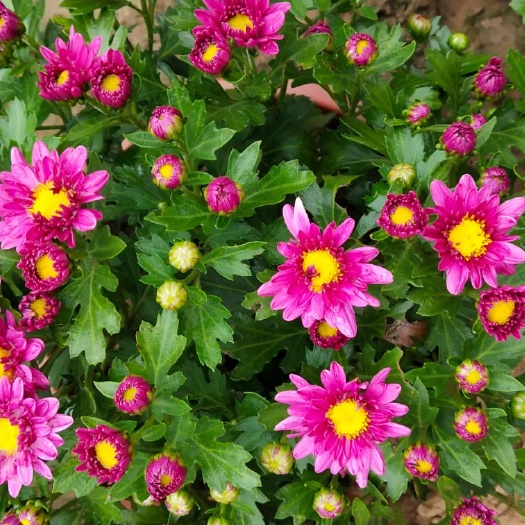 太康县雏菊