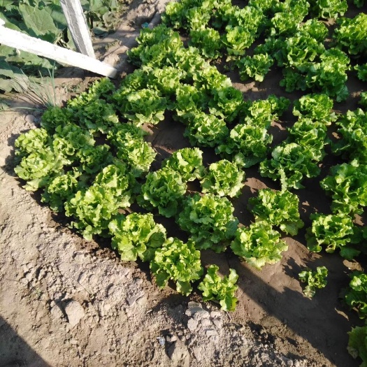 意大利生菜  郑州中牟大棚生菜供应
