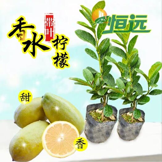 灵山县香水柠檬苗