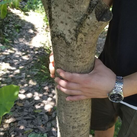 三穗县 八月桂