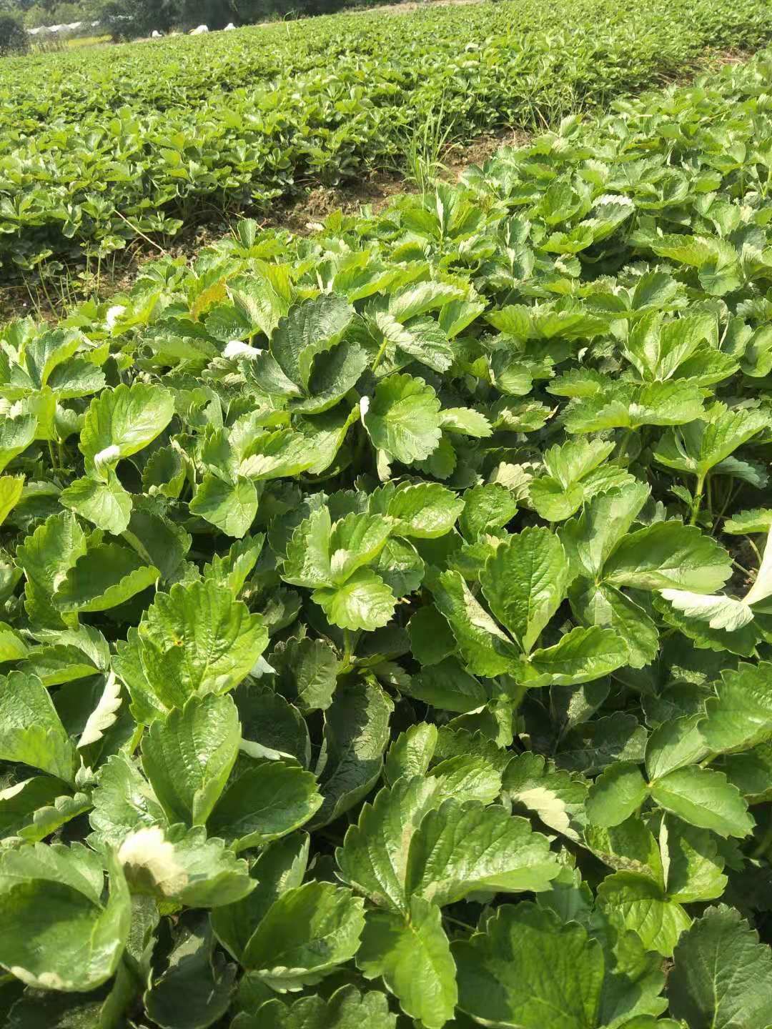 甜查理草莓苗 自家农场种植法兰地和甜茶里苗好