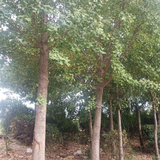 怀远县古银杏树