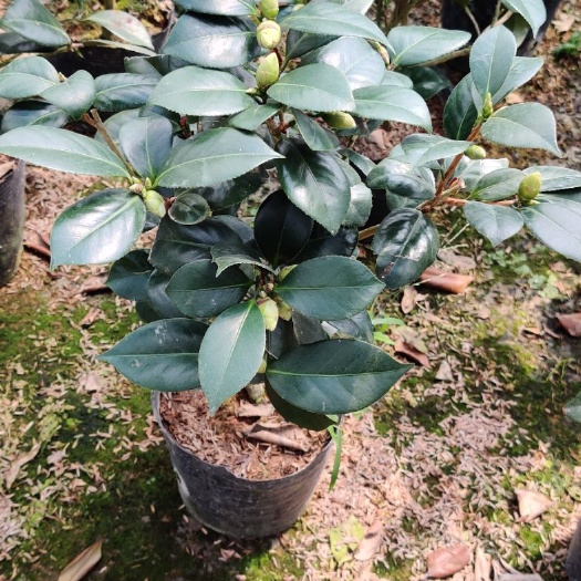 漳平市 品种茶花七仙女带花苞产地直销批发关注咨询