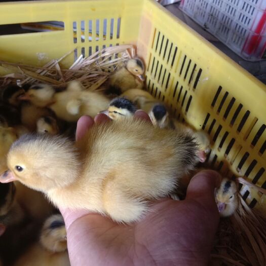 淮南 绵阳杂交鸭苗