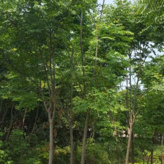 浠水县 大量供应八公分至十五公分黄山栾树，价格优，品质好，成活率高