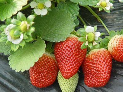 平邑县妙香7号草莓苗  妙香七号草莓苗 基地直发现挖发货