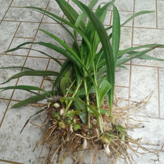 玉龙县 大量白芨苗出售