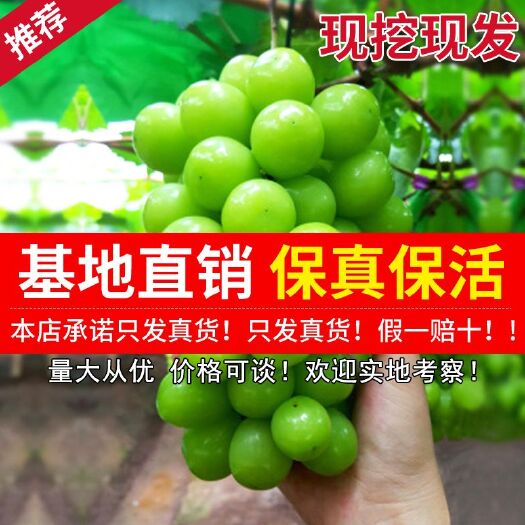 平邑县 阳光玫瑰葡萄苗 基地自育 包品质包成活 可基地考察签订合同