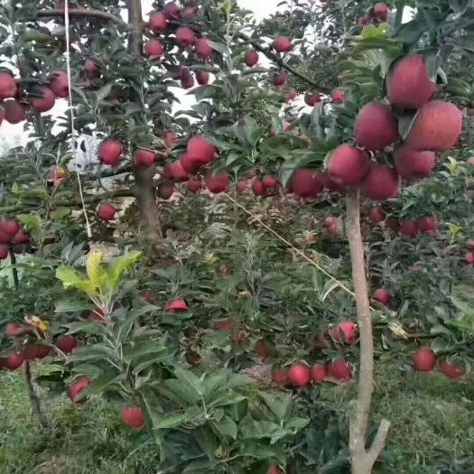 礼县 礼县花牛苹果