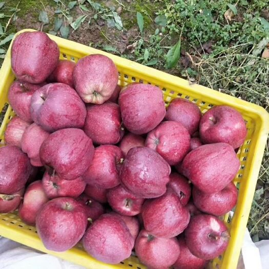 西和县花牛苹果 75mm以上 全红 光果