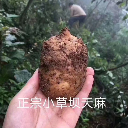 小草坝天麻