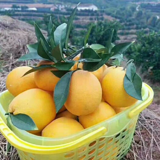 宁都县纽荷尔脐橙  正宗赣南脐橙，现摘现发，原汁原味的水果