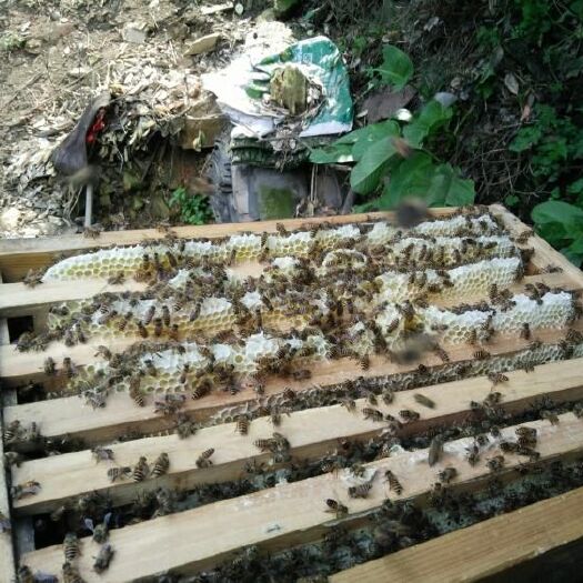 金沙县 天然蜂蜜有需要联系