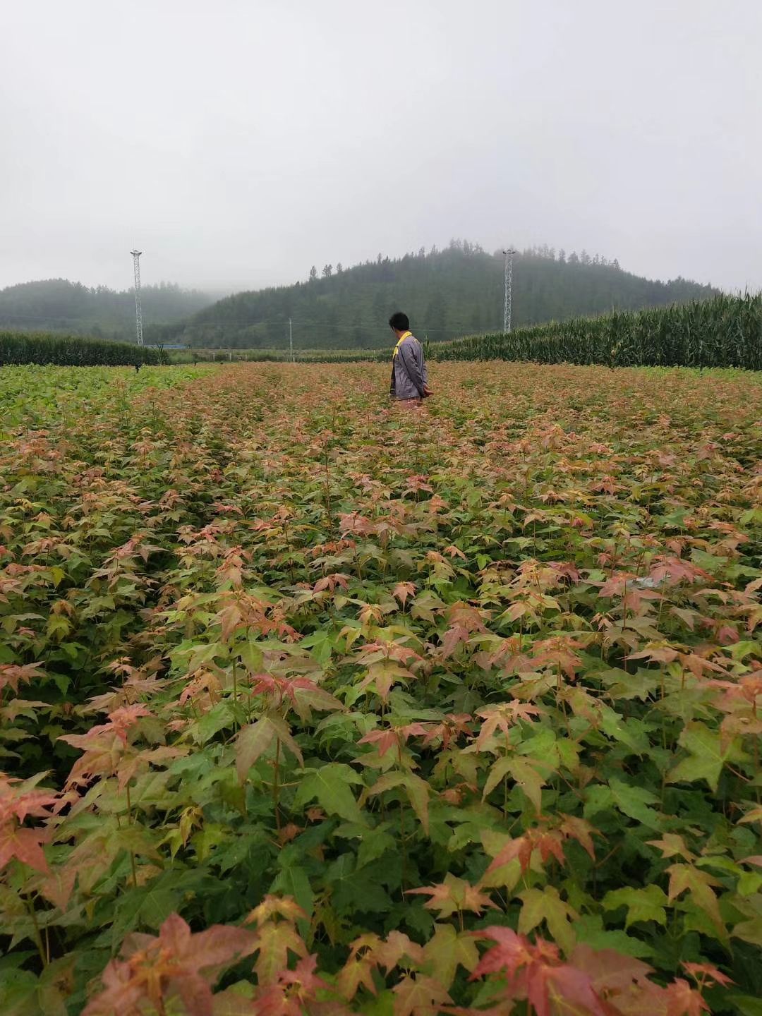 桓仁满族自治县 自家苗圃出售九角枫，一年苗，有需要的联系我！