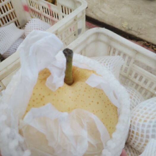 莘县黄金梨 树下长草，生物除虫。生态种植！皮薄肉细腻汁多糖度高！口感好！