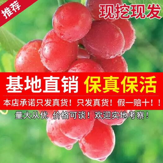 平邑县 红宝石葡萄苗 ，高产，果大，包邮，包品种，葡萄树苗南方北方种