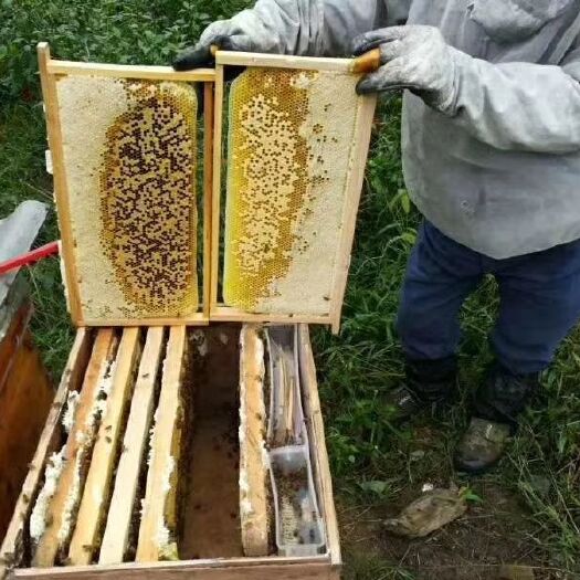 凤冈县 湾湾蜂蜜