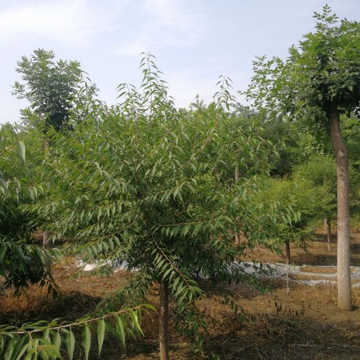 天津山桃苗 精品山桃树