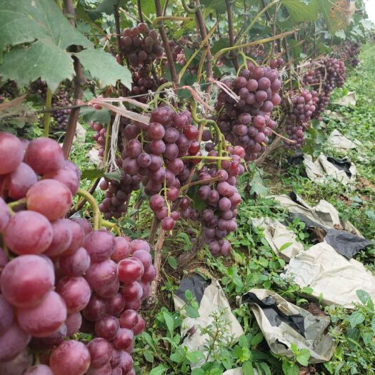 冠县巨峰葡萄，万亩葡萄基地。产地直发，一手货源充足
