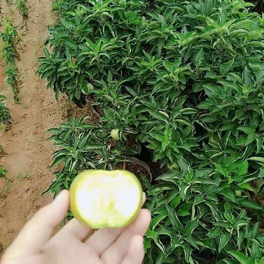 平邑县 苹果盆栽苹果树【平安树】保证每颗结果果子酸甜可口