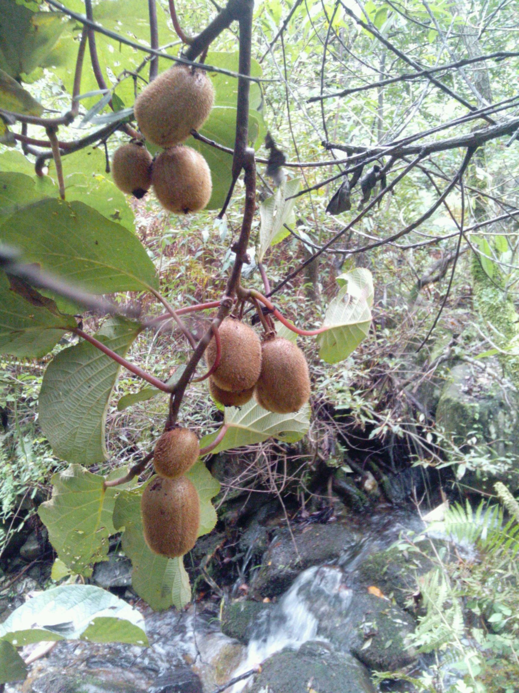 留坝县深山绿肉猕猴桃  秦岭野生猕猴桃，大山里的野生美味。