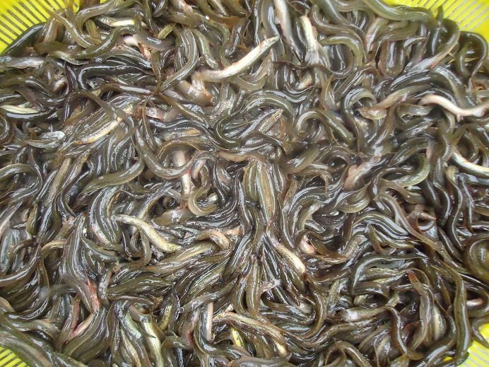 凤冈县 泥鳅苗泥鳅苗，免费送货上门，提供技术指导