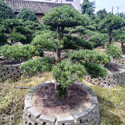 长沙县造型黑松 造型罗汉松盆景，地苗大小规格的都有，欢迎各位新老顾客前来考察