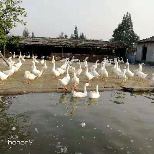 昆明 白鹅苗 包打疫苗 包活到家  假一赔十
