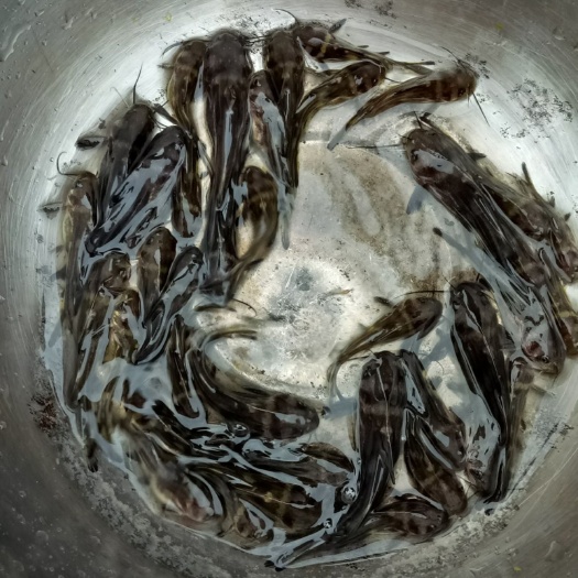 黄颡鱼苗  鱼场直销  质量保证提供鱼车服务