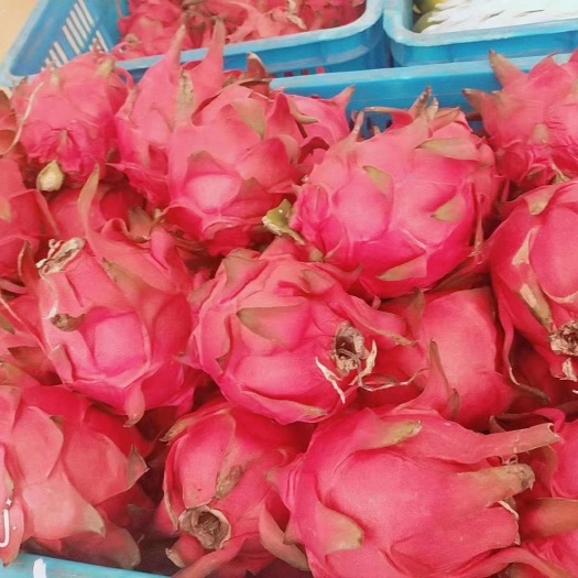 东方市 海南红心火龙果