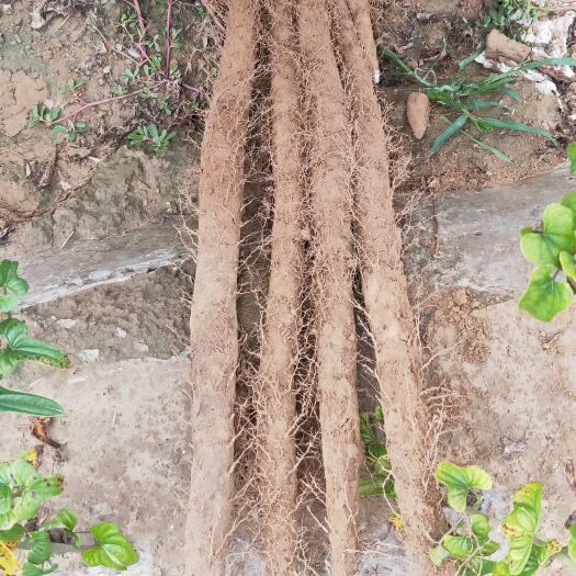 大名县 2019年白玉新山药开始了