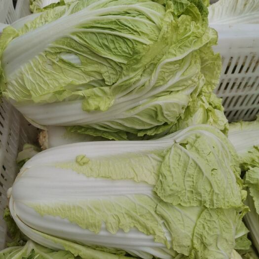 故城县 有机小白菜