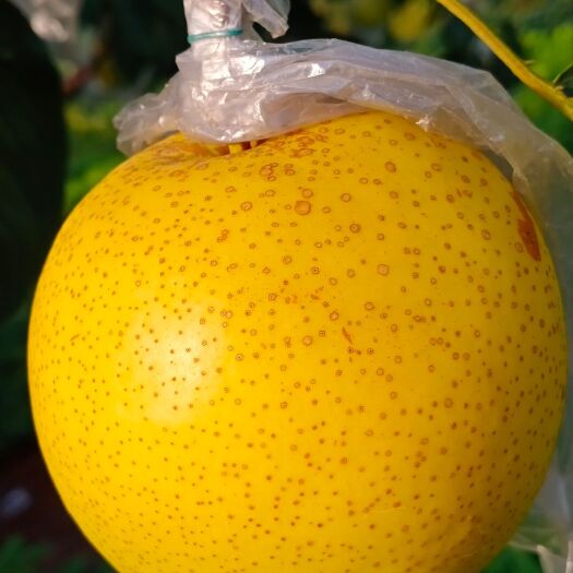迁安市 自家产的雪花梨口感脆甜3万斤左右0.9-1元每斤