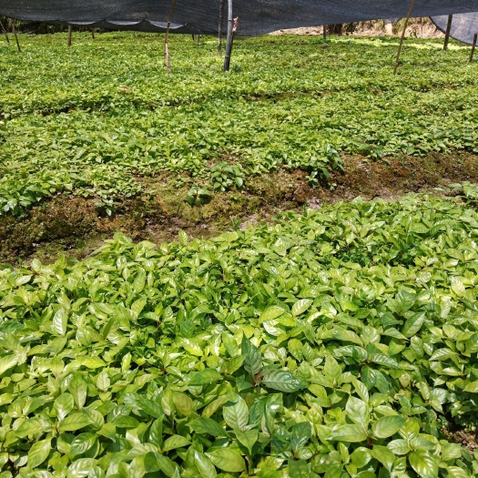 靖州县钩藤苗 常年供应大小钩滕苗，种孑