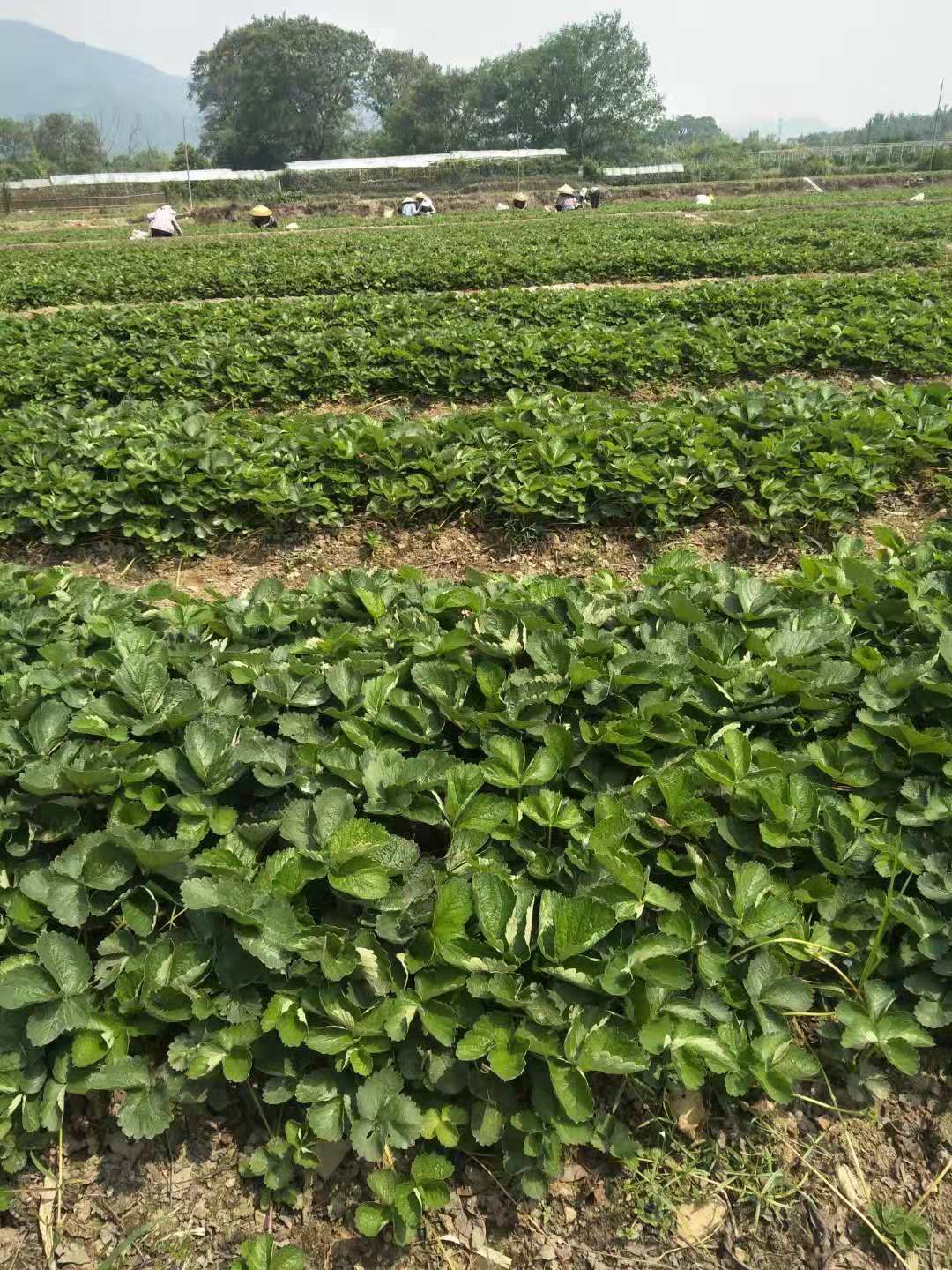 甜查理草莓苗 自家农场种植法兰地和甜茶里苗好