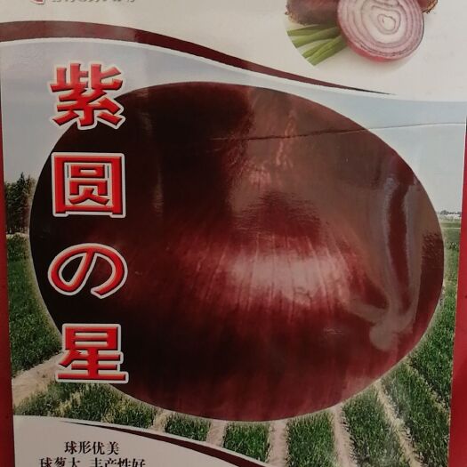 紅皮洋蔥種子 紅皮洋蔥