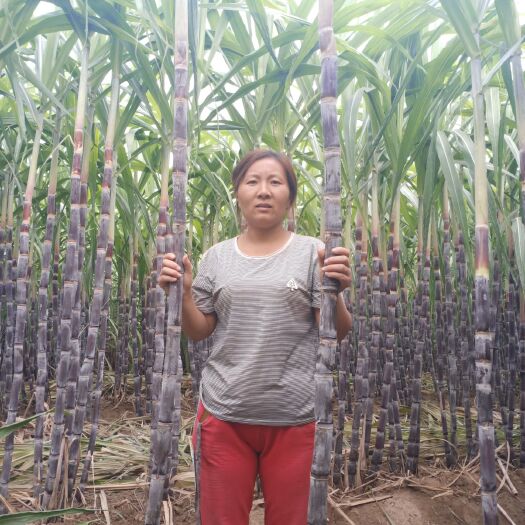 西华县黑皮甘蔗  甘甜可口，汁多，