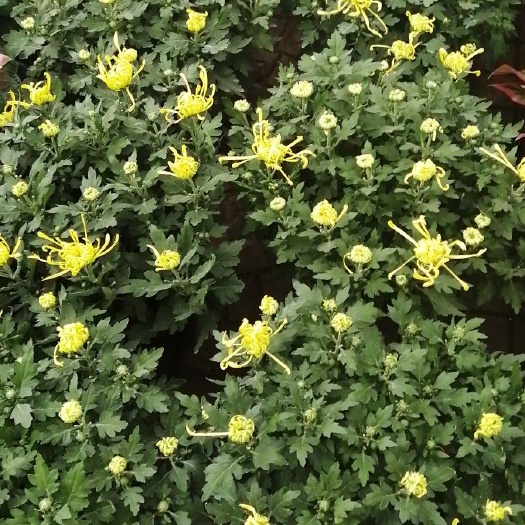 青州市金丝黄菊苗 菊花，金丝菊