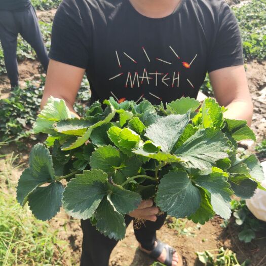 泰安 草莓苗基地直销草莓苗红颜草莓章姬草莓苗