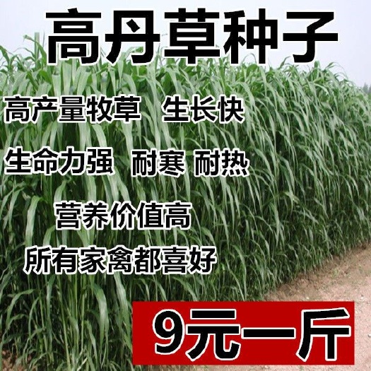 沭阳县 高丹草种籽牧草种子牛羊鸡鸭四季大叶冬牧牧草种子一年四季