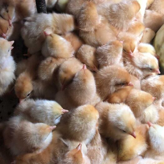三黄鸡苗 三黄鸡出壳苗（公）