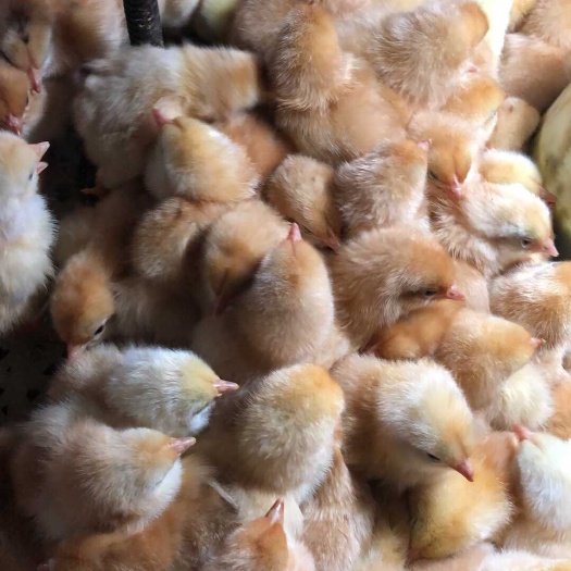 贵港三黄鸡苗 三黄鸡出壳苗（公）
