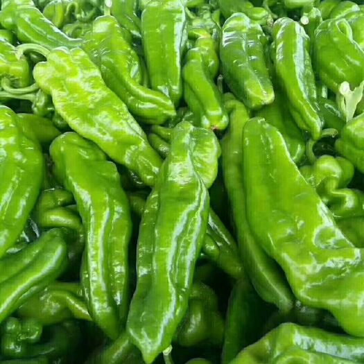 夏邑县辣椒  薄皮大椒，菜椒,301
