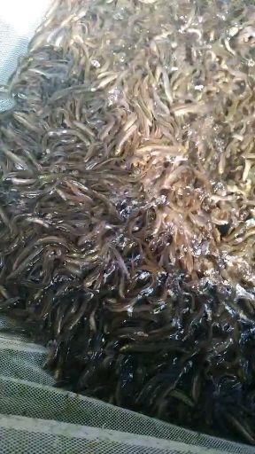 彝良县 本地泥鳅苗泥鳅苗大批量出售